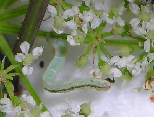 Bruco di Geometridae da ID (2) - Eupithecia sp.